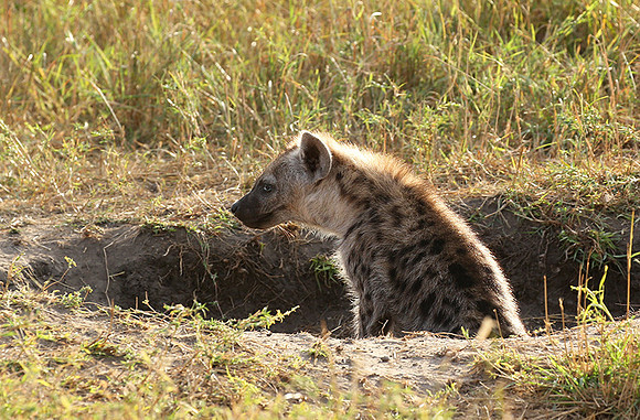 Masaï Mara : Spotted hyena cub