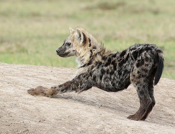 At Laikipia