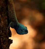 Agama Agama lizard - Madikwe