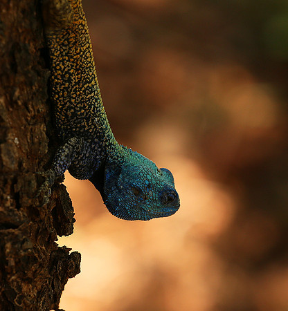 Agama Agama lizard - Madikwe