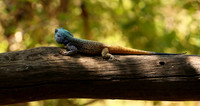 Agama Agama lizard - Madikwe