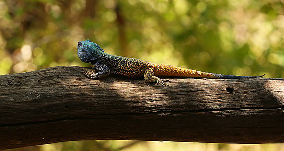 Agama Agama lizard - Madikwe
