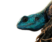 Blue headed agama - Sabi Sands