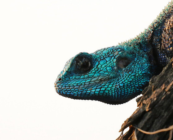 Blue headed agama - Sabi Sands