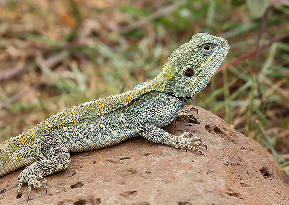 Agama lizard