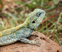 Agama lizard