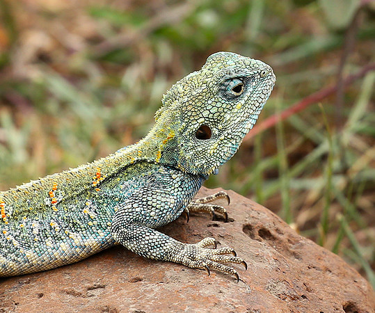 Agama lizard