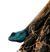 Blue headed agama - Sabi Sands