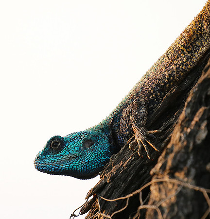 Blue headed agama - Sabi Sands