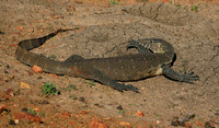 Monitor lizard - Madikwe