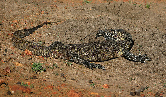 Monitor lizard - Madikwe