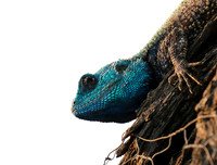 Blue headed agama - Sabi Sands