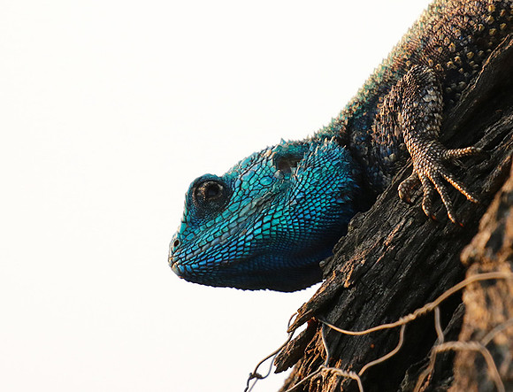 Blue headed agama - Sabi Sands