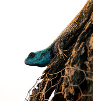 Blue headed agama - Sabi Sands