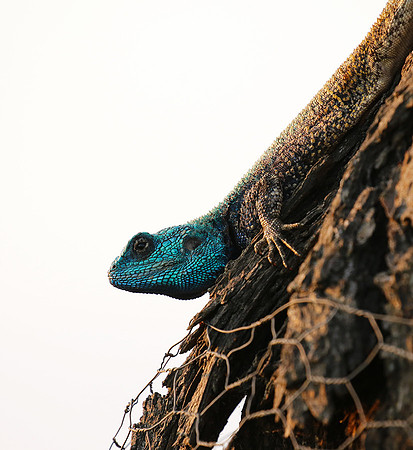 Blue headed agama - Sabi Sands