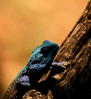 Agama Agama lizard - Madikwe