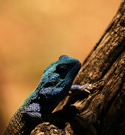 Agama Agama lizard - Madikwe