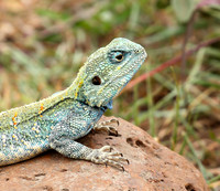Agama lizard