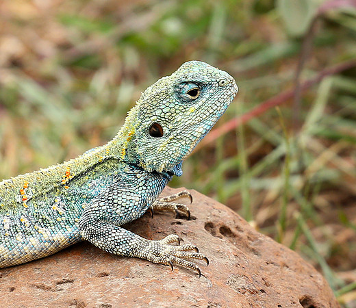 Agama lizard