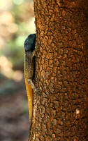Agama Agama lizard - Madikwe