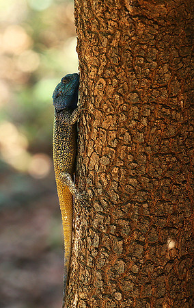 Agama Agama lizard - Madikwe