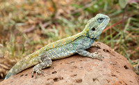 Agama lizard