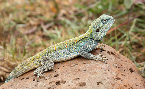 Agama lizard
