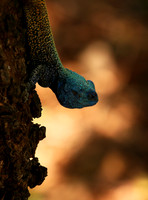 Agama Agama lizard - Madikwe