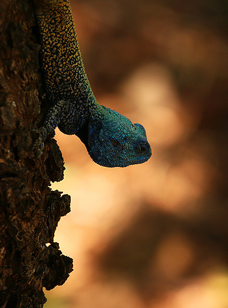 Agama Agama lizard - Madikwe