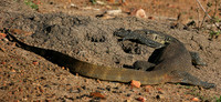 Monitor lizard - Madikwe