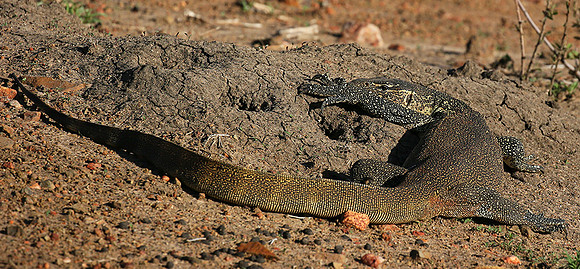 Monitor lizard - Madikwe