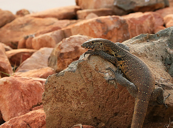 Monitor lizard - Madikwe