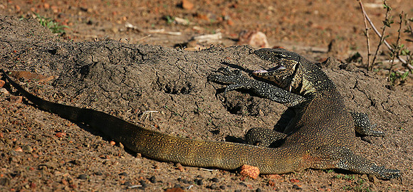 Monitor lizard - Madikwe