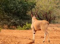 At Kruger NP