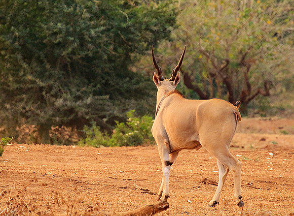 At Kruger NP