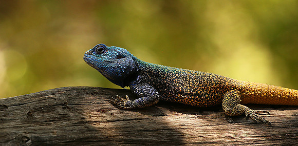 Agama Agama lizard - Madikwe