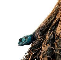Blue headed agama - Sabi Sands