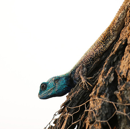 Blue headed agama - Sabi Sands