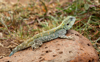 Agama lizard