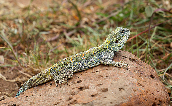 Agama lizard