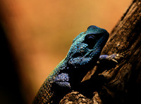 Agama Agama lizard - Madikwe