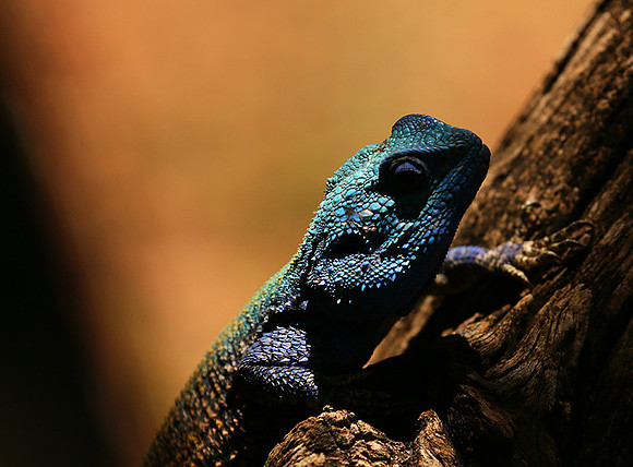 Agama Agama lizard - Madikwe