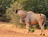 At Kruger NP