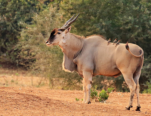 At Kruger NP