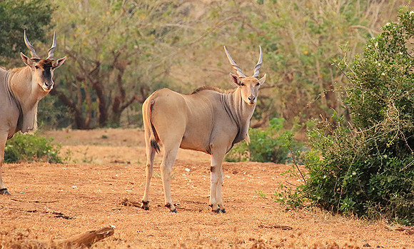 At Kruger NP