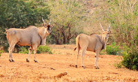 At Kruger NP