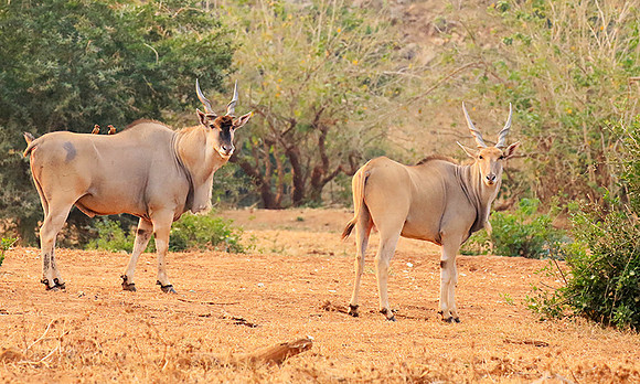 At Kruger NP