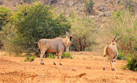 At Kruger NP