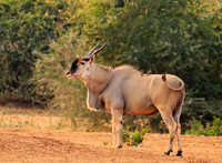 At Kruger NP