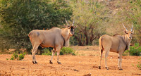 At Kruger NP
